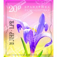  2018. ЛНР. 125А. Брандушка разноцветная, фото 1 