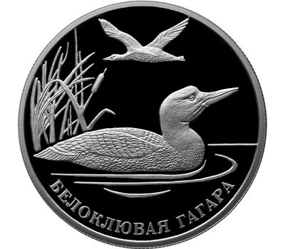  2 рубля 2012 Красная книга: «Белоклювая гагара, Усач и Солонгой» (3 монеты, серебро), фото 2 