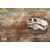  Сувенирный набор в художественной обложке «Палеонтологическое наследие России» (2-я форма выпуска), фото 3 